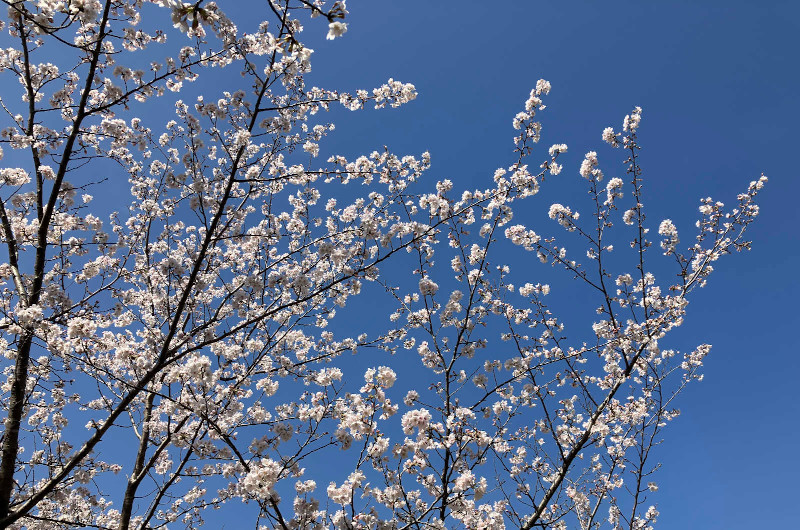 桜